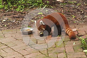 Red panda eating chengdu china