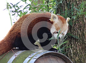 Red panda eating