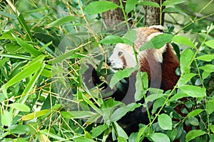 A red panda eating leaves on a tree