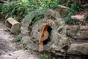 The Red Panda or firefox in the Hangzhou Zoo