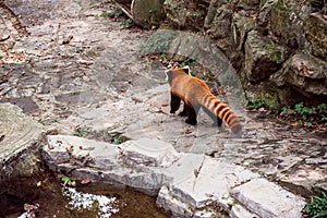 The Red Panda or firefox in the Hangzhou Zoo photo
