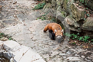 The Red Panda or firefox in the Hangzhou Zoo photo