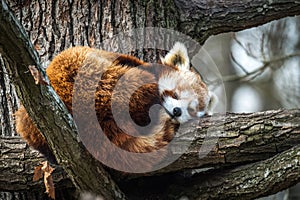 Red Panda, Firefox or Lesser Panda