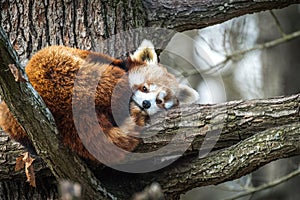 Red Panda, Firefox or Lesser Panda