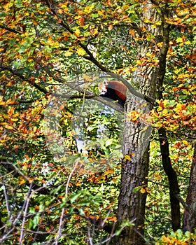 Red Panda, Firefox or Lesser Panda & x28;Ailurus fulgens& x29; resting in a tree