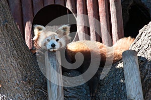 Red Panda, Firefox or Lesser Panda Ailurus fulgens resting in a tree