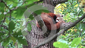 Red Panda, Firefox or Lesser Panda Ailurus fulgens resting in a tree