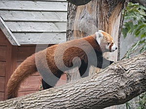 Red Panda, Firefox or Lesser Panda Ailurus fulgens on the tree