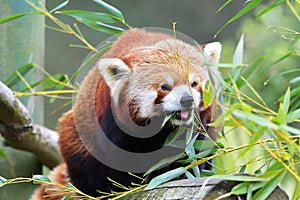 Red Panda, Firefox or Lesser Panda taxonomic name: Ailurus fulgens, `shining cat`