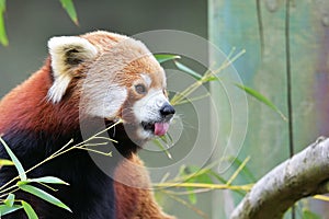 Red Panda, Firefox or Lesser Panda taxonomic name: Ailurus fulgens, `shining cat`