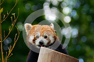 Red Panda on the bamboo tree