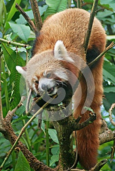 Red Panda in the Forrest of Sikkim.