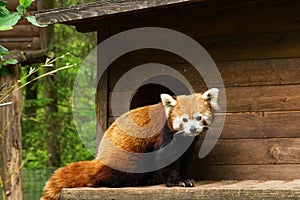 Red panda in front of a tree house