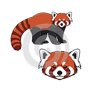 Red Panda Fullbody and Close-Up Illustration