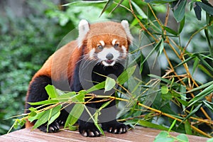 Red panda photo