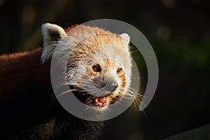 Red panda in last light