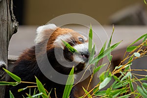 Red Panda or Lesser panda (Ailurus fulgens) gnawing bamboo leaves.