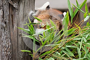 Red Panda or Lesser panda (Ailurus fulgens) gnawing bamboo leaves.