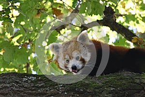 Red Panda licking its nose photo