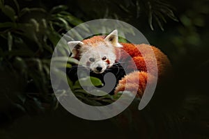 Red panda lying on the tree with green leaves. Ailurus fulgens, detail face portrait of animal from China. Wildlife scene from photo