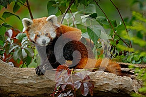 Red panda lying on the tree with green leaves. Red panda bear, Ailurus fulgens, habitat. Detail face portrait, animal from China. photo