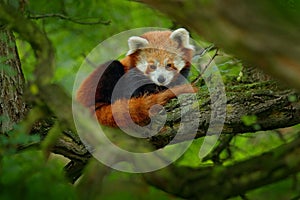 Red panda lying on the tree with green leaves. Cute panda bear in forest habitat. Wildlife scene in nature, Chengdu, Sichuan, Chin