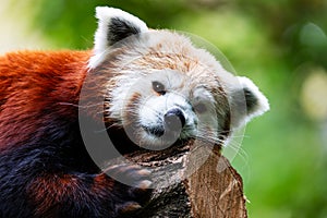 Red panda. Mammal and mammals. Land world and fauna