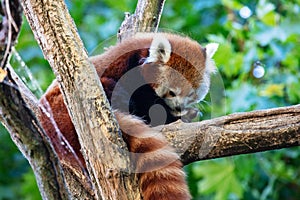 Red panda. Mammal and mammals. Land world and fauna. Wildlife and zoology