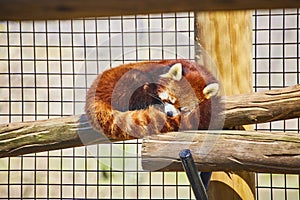 Red Panda Napping on Wooden Perch at Zoo, Eye-Level View