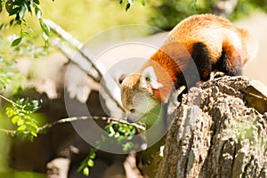 Red Panda Navigating the Trees to Find Bamboo Leaves photo