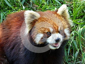 Red panda opening mouth