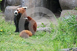 Red panda - Osaka zoo - Japan photo