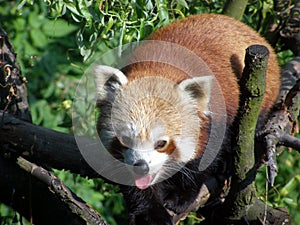 Red panda in Ostrava zoo