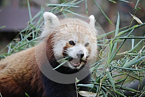 Red panda