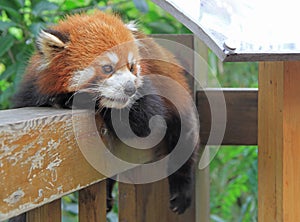 Red panda in park of Chengdu