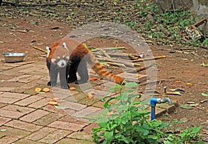 Red panda in park of Chengdu