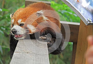 Red panda in park of Chengdu