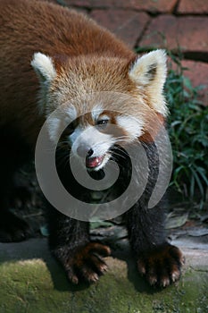 Red Panda paws and mouth