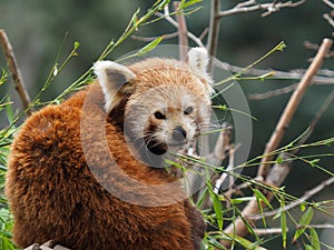 Red panda peering between tree branches