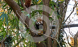 Red Panda
