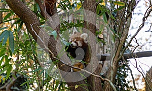 Red Panda