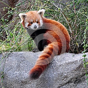 Red Panda photo