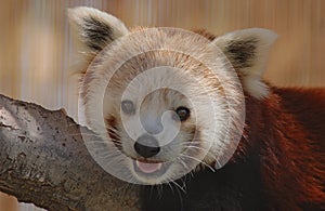 Red Panda portrait.