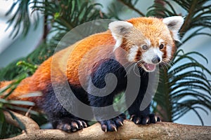 Red Panda