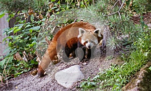 Red panda portrait