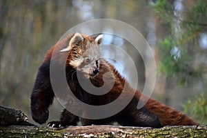 Red panda portrait on tree