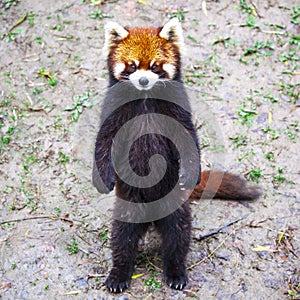 Red Panda. Red Panda stands on its hind legs.Red Panda closeup.