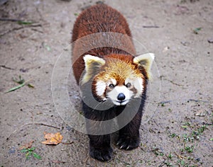 Red Panda. Red Panda stands on its hind legs.Red Panda closeup.