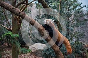 red panda or red raccoon climbing tree