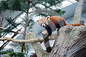 red panda or red raccoon climbing tree